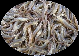 School prawns